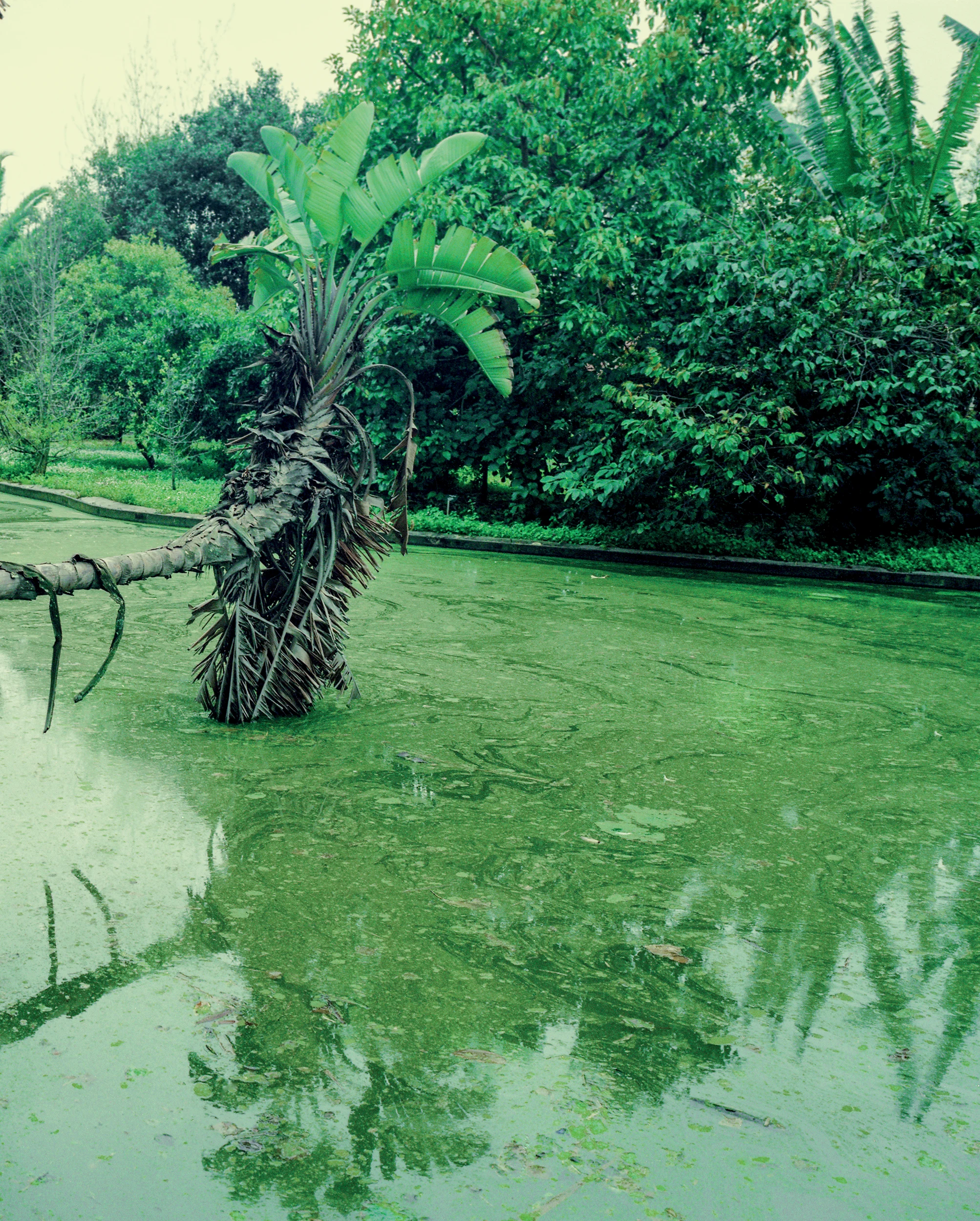 jardín