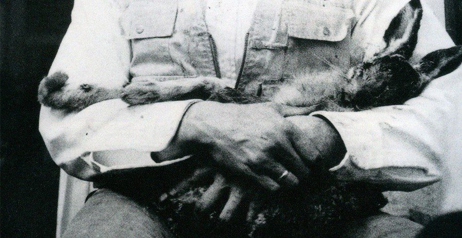 Joseph Beuys, Cómo explicar arte a una liebre muerta, 1965