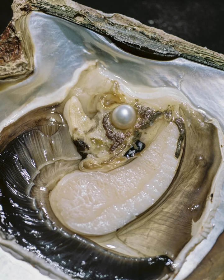 Rita Puig-Serra Costa. Anatomy of an Oyster, 2016‑23. Courtesy of the artist.